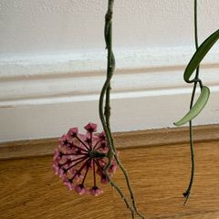 Blooming hoya