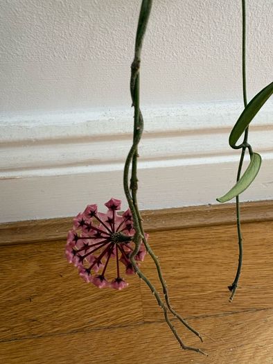Blooming hoya