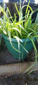 Two large green plant pots daffodils