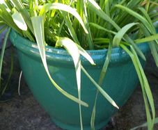 Two large green plant pots daffodils