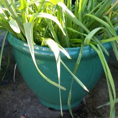 Two large green plant pots daffodils