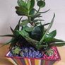 Sansevieria trifasciata 'Hahnii', crassula succulent plant arrangement in the ceramic pot Image 4