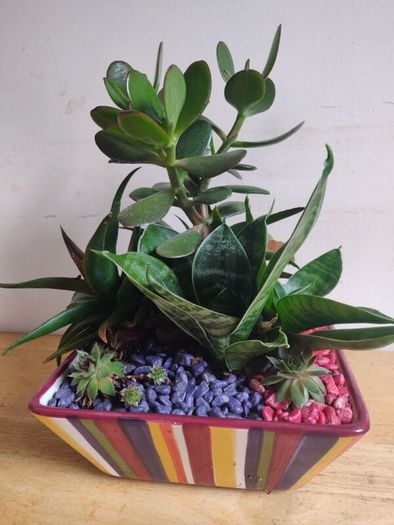 Sansevieria trifasciata 'Hahnii', crassula succulent plant arrangement in the ceramic pot