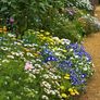 (C) Royal Ensign Seeds 2g (446951) Image 3