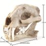 1/1 resin copy of a leopard skull. Image 7