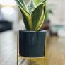 Sansevieria Mix in 9cm decorative pot Image 4