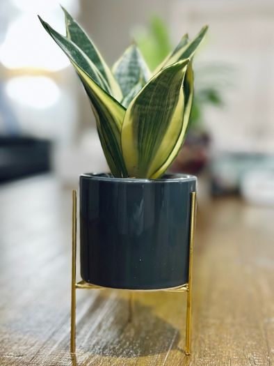 Sansevieria Mix in 9cm decorative pot