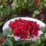 Alpine Strawberry Seeds Image 2