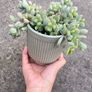 plant Image 4