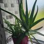 aloe vera plant Image 3