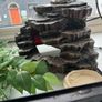 Exo Terra 18" Terrarium Image 2