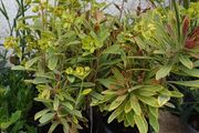 Euphorbia ascot rainbow 1L