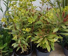 Euphorbia ascot rainbow 1L