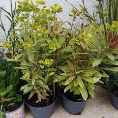 Euphorbia ascot rainbow 1L