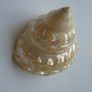 Shells, Home decor, Shell decorations.New Image 7