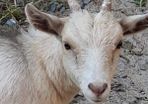 pygmy goats