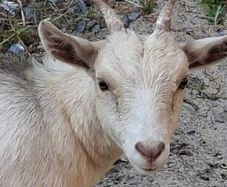 pygmy goats