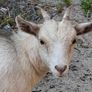 Pygmy goats .. Image 5