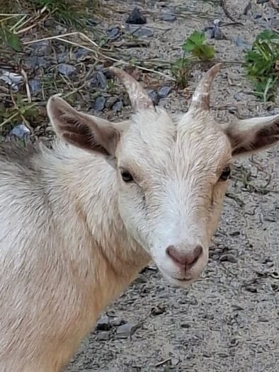 Pygmy goats ..