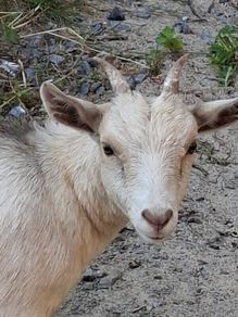 pygmy goats