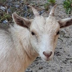 pygmy goats