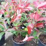 Red Robin Hedging Image 5