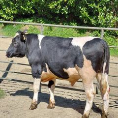 Bulls