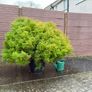 cryptomeria japonica elegans Image 4