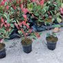 Red Robin Hedging Image 6
