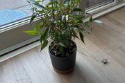 plant