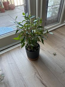 plant
