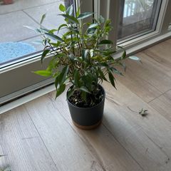 plant