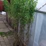 Bamboos plants for Evergreen Privacy hedge. Image 2