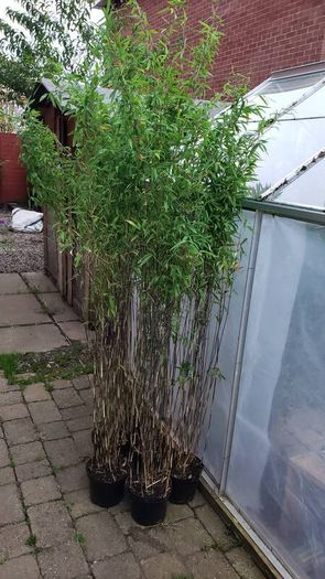 Bamboos plants for Evergreen Privacy hedge.
