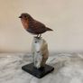 Hand-Carved Gemstone European Robin on Tourmalinated Quartz Base Image 8
