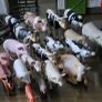 schleich farm Image 10