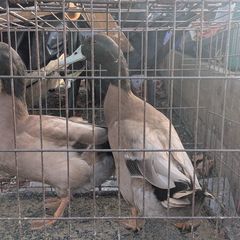 ducks