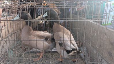 ducks