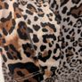Jumpsuit leopard with ear headband | As new | Halloween | Festival Image 2