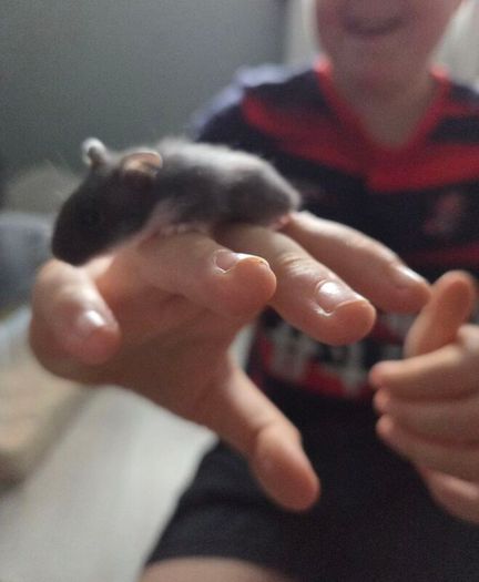 Hamster babies