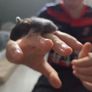 Hamster babies Image 3