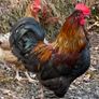 17 weeks Olive Egger Rooster for sale Image 7