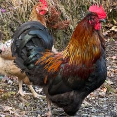 17 weeks Olive Egger Rooster for sale