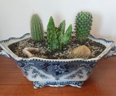 Fabulous Antique Tureen with Cacti Garden - A Fabulous Unique and Decorative Item for Display Indoors