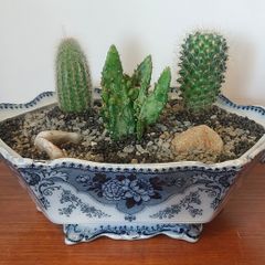 Fabulous Antique Tureen with Cacti Garden - A Fabulous Unique and Decorative Item for Display Indoors