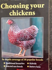 Choosing Chickens
