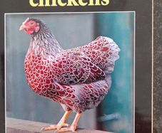 Choosing Chickens