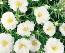 (R) Moss Rose Double Flowered White seeds 0.2g (602636)