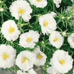 (R) Moss Rose Double Flowered White seeds 0.2g (602636)