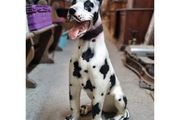 Great Dane Ceramic Floor Statue KAS1372